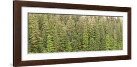 Southeast Alaskan Forest-Don Paulson-Framed Giclee Print