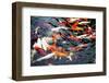 Southeast Asia, China, Macau, Japanese Koi Fish in Motion-Terry Eggers-Framed Photographic Print