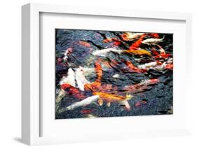 Southeast Asia, China, Macau, Japanese Koi Fish in Motion-Terry Eggers-Framed Photographic Print