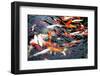 Southeast Asia, China, Macau, Japanese Koi Fish in Motion-Terry Eggers-Framed Premium Photographic Print