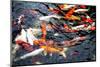 Southeast Asia, China, Macau, Japanese Koi Fish in Motion-Terry Eggers-Mounted Premium Photographic Print