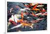 Southeast Asia, China, Macau, Japanese Koi Fish in Motion-Terry Eggers-Framed Photographic Print