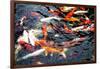 Southeast Asia, China, Macau, Japanese Koi Fish in Motion-Terry Eggers-Framed Photographic Print