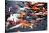 Southeast Asia, China, Macau, Japanese Koi Fish in Motion-Terry Eggers-Stretched Canvas