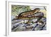 Southern Alligator Lizard (Elgaria Multicarinata), Anguidae-null-Framed Giclee Print