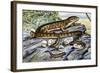 Southern Alligator Lizard (Elgaria Multicarinata), Anguidae-null-Framed Giclee Print