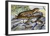 Southern Alligator Lizard (Elgaria Multicarinata), Anguidae-null-Framed Giclee Print