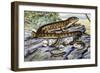 Southern Alligator Lizard (Elgaria Multicarinata), Anguidae-null-Framed Giclee Print