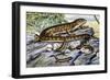 Southern Alligator Lizard (Elgaria Multicarinata), Anguidae-null-Framed Giclee Print