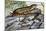 Southern Alligator Lizard (Elgaria Multicarinata), Anguidae-null-Mounted Giclee Print