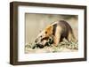 Southern anteater, Bonito, Mato Grosso do Sul, Brazil-Franco Banfi-Framed Photographic Print