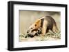 Southern anteater, Bonito, Mato Grosso do Sul, Brazil-Franco Banfi-Framed Photographic Print