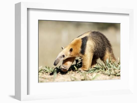 Southern anteater, Bonito, Mato Grosso do Sul, Brazil-Franco Banfi-Framed Photographic Print