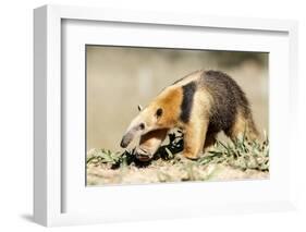 Southern anteater, Bonito, Mato Grosso do Sul, Brazil-Franco Banfi-Framed Photographic Print