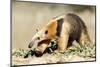 Southern anteater, Bonito, Mato Grosso do Sul, Brazil-Franco Banfi-Mounted Photographic Print