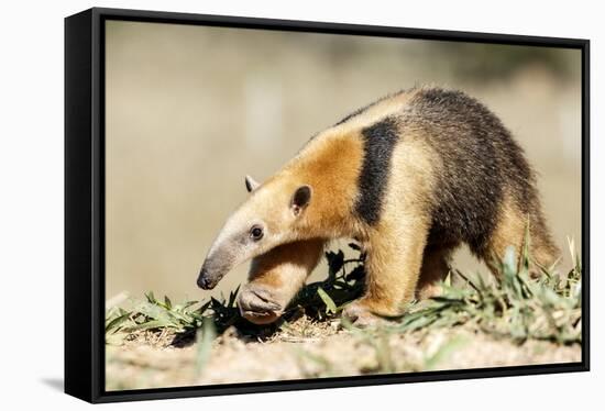 Southern anteater, Bonito, Mato Grosso do Sul, Brazil-Franco Banfi-Framed Stretched Canvas