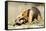 Southern anteater, Bonito, Mato Grosso do Sul, Brazil-Franco Banfi-Framed Stretched Canvas