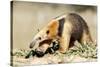 Southern anteater, Bonito, Mato Grosso do Sul, Brazil-Franco Banfi-Stretched Canvas