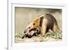 Southern anteater, Bonito, Mato Grosso do Sul, Brazil-Franco Banfi-Framed Photographic Print