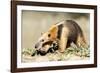 Southern anteater, Bonito, Mato Grosso do Sul, Brazil-Franco Banfi-Framed Photographic Print