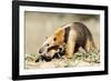 Southern anteater, Bonito, Mato Grosso do Sul, Brazil-Franco Banfi-Framed Photographic Print