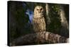 Southern Barred Owl (Strix Varia Georgica) Perched on a Pine Branch in Late Afternoon, Myakka City-Lynn M^ Stone-Stretched Canvas