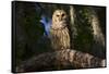 Southern Barred Owl (Strix Varia Georgica) Perched on a Pine Branch in Late Afternoon, Myakka City-Lynn M^ Stone-Framed Stretched Canvas