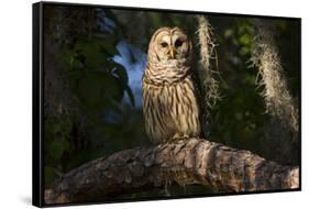 Southern Barred Owl (Strix Varia Georgica) Perched on a Pine Branch in Late Afternoon, Myakka City-Lynn M^ Stone-Framed Stretched Canvas