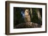 Southern Barred Owl (Strix Varia Georgica) Perched on a Pine Branch in Late Afternoon, Myakka City-Lynn M^ Stone-Framed Photographic Print