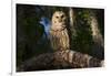 Southern Barred Owl (Strix Varia Georgica) Perched on a Pine Branch in Late Afternoon, Myakka City-Lynn M^ Stone-Framed Photographic Print