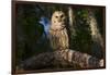 Southern Barred Owl (Strix Varia Georgica) Perched on a Pine Branch in Late Afternoon, Myakka City-Lynn M^ Stone-Framed Photographic Print