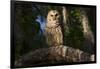 Southern Barred Owl (Strix Varia Georgica) Perched on a Pine Branch in Late Afternoon, Myakka City-Lynn M^ Stone-Framed Photographic Print