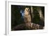 Southern Barred Owl (Strix Varia Georgica) Perched on a Pine Branch in Late Afternoon, Myakka City-Lynn M^ Stone-Framed Photographic Print