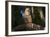 Southern Barred Owl (Strix Varia Georgica) Perched on a Pine Branch in Late Afternoon, Myakka City-Lynn M^ Stone-Framed Photographic Print