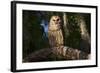 Southern Barred Owl (Strix Varia Georgica) Perched on a Pine Branch in Late Afternoon, Myakka City-Lynn M^ Stone-Framed Photographic Print