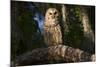 Southern Barred Owl (Strix Varia Georgica) Perched on a Pine Branch in Late Afternoon, Myakka City-Lynn M^ Stone-Mounted Photographic Print