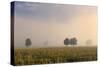 Southern Beech Trees in Morning Fog and on Deforested-null-Stretched Canvas