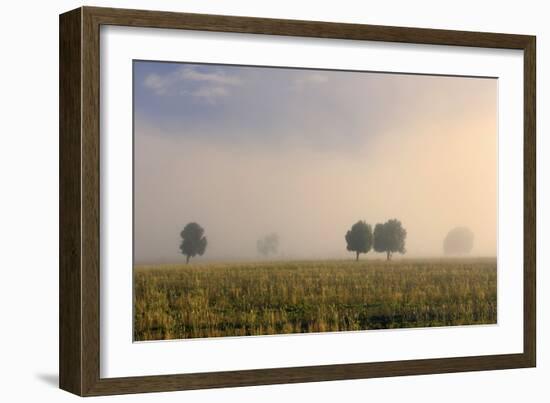 Southern Beech Trees in Morning Fog and on Deforested-null-Framed Photographic Print