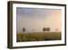 Southern Beech Trees in Morning Fog and on Deforested-null-Framed Photographic Print