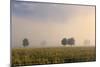 Southern Beech Trees in Morning Fog and on Deforested-null-Mounted Photographic Print