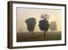 Southern Beech Trees in Morning Fog and on Deforested-null-Framed Photographic Print