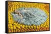 Southern Belle Lying on Oranges, Florida-null-Framed Stretched Canvas