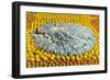 Southern Belle Lying on Oranges, Florida-null-Framed Art Print