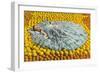 Southern Belle Lying on Oranges, Florida-null-Framed Art Print