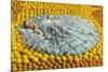 Southern Belle Lying on Oranges, Florida-null-Mounted Premium Giclee Print