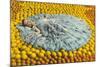 Southern Belle Lying on Oranges, Florida-null-Mounted Art Print