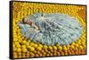 Southern Belle Lying on Oranges, Florida-null-Framed Stretched Canvas