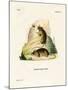 Southern Birch Mouse-null-Mounted Giclee Print