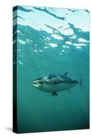 Southern Bluefin Tuna-null-Stretched Canvas