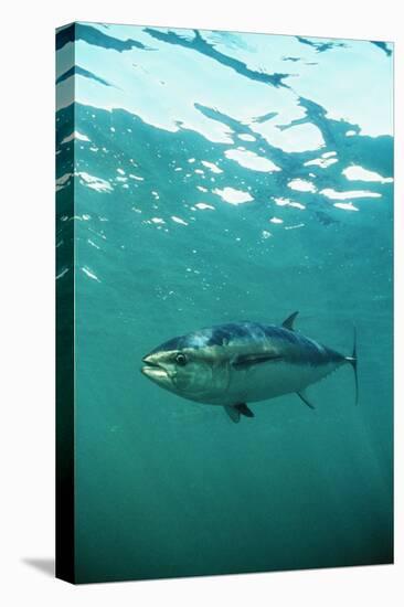 Southern Bluefin Tuna-null-Stretched Canvas